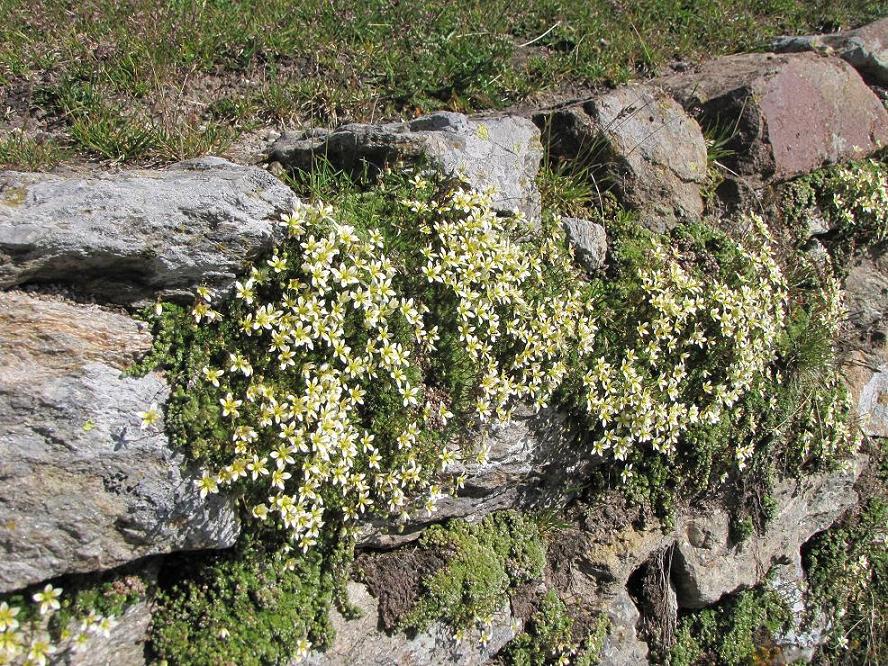 Saxifraga bryoides